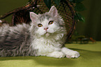 Selkirk Rex