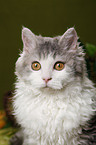 Selkirk Rex Portrait