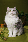 sitzende Selkirk Rex