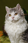 Selkirk Rex Portrait