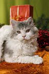 Selkirk Rex