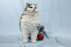 sitzende Selkirk Rex