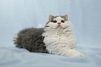 Selkirk Rex