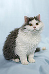 sitzende Selkirk Rex