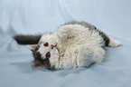 Selkirk Rex