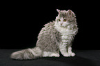 sitzende Selkirk Rex