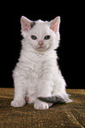 Selkirk Rex Kitten