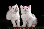 Selkirk Rex Kitten