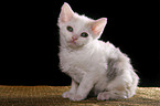 Selkirk Rex Kitten