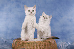 Selkirk Rex Ktzchen