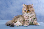 Langhaar Selkirk Rex Ktzchen