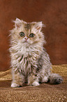 Langhaar Selkirk Rex Ktzchen