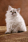 Langhaar Selkirk Rex Ktzchen