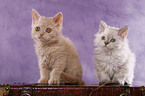 Selkirk Rex Ktzchen