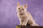 Glatthaar Selkirk Rex Ktzchen