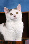 junge Selkirk Rex