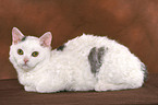 liegende junge Selkirk Rex