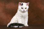 junge Selkirk Rex