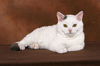 liegende junge Selkirk Rex