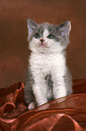 Selkirk Rex Ktzchen