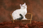 junge Selkirk Rex