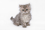 Selkirk Rex Ktzchen