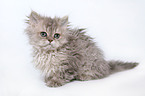 Selkirk Rex Ktzchen