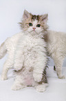 Selkirk Rex Ktzchen