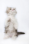 Selkirk Rex Ktzchen