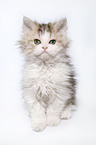 Selkirk Rex Ktzchen