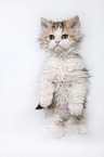 Selkirk Rex Ktzchen