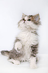 Selkirk Rex Ktzchen