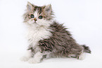 Selkirk Rex Ktzchen