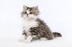 Selkirk Rex Ktzchen