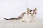 Selkirk Rex Ktzchen