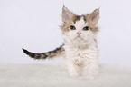 Selkirk Rex Ktzchen