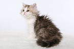 Selkirk Rex Ktzchen