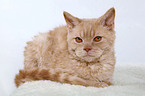 Selkirk Rex