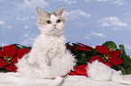 Selkirk Rex Ktzchen