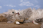 Selkirk Rex Ktzchen