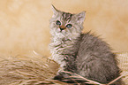 Selkirk Rex Ktzchen