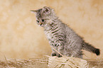 Selkirk Rex Ktzchen