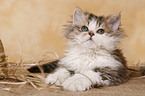 Selkirk Rex Ktzchen