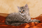 Selkirk Rex Ktzchen