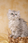 Selkirk Rex Ktzchen