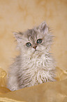 Selkirk Rex Ktzchen