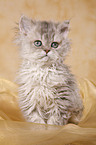 Selkirk Rex Ktzchen