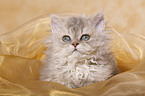 Selkirk Rex Ktzchen