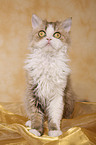 Selkirk Rex