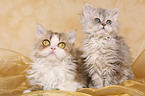 Selkirk Rex